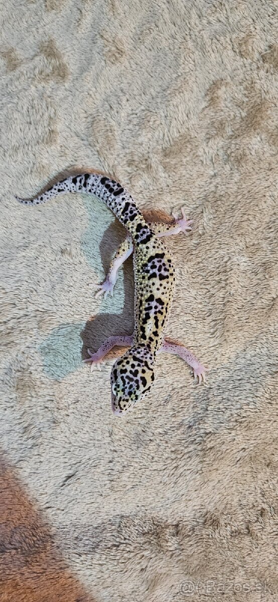 Gekončík nočný - 2