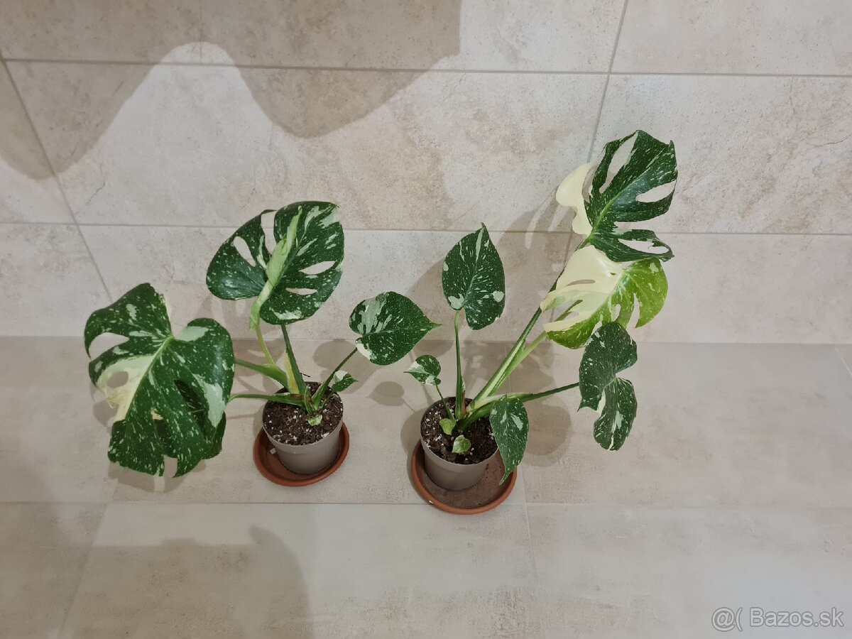Monstera thai - 2