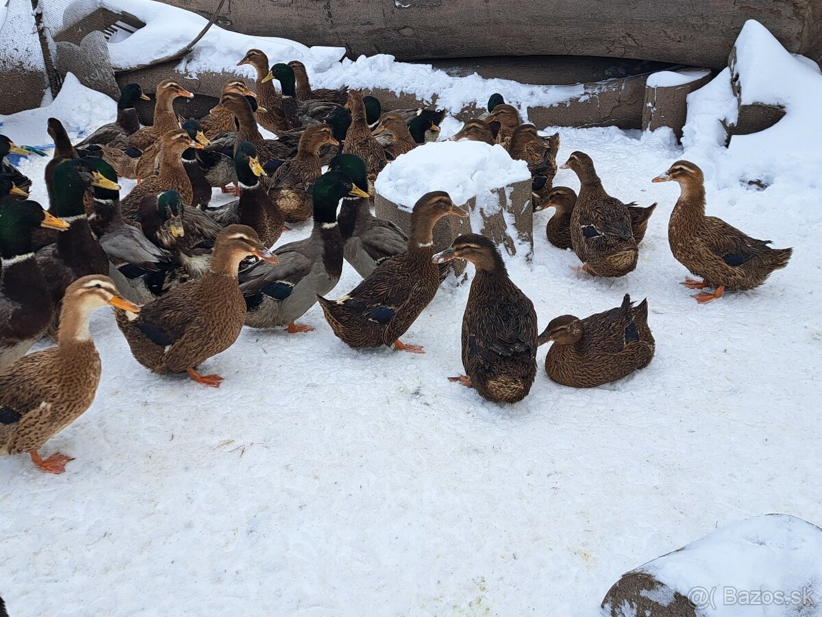 Ruánska kačica - 2