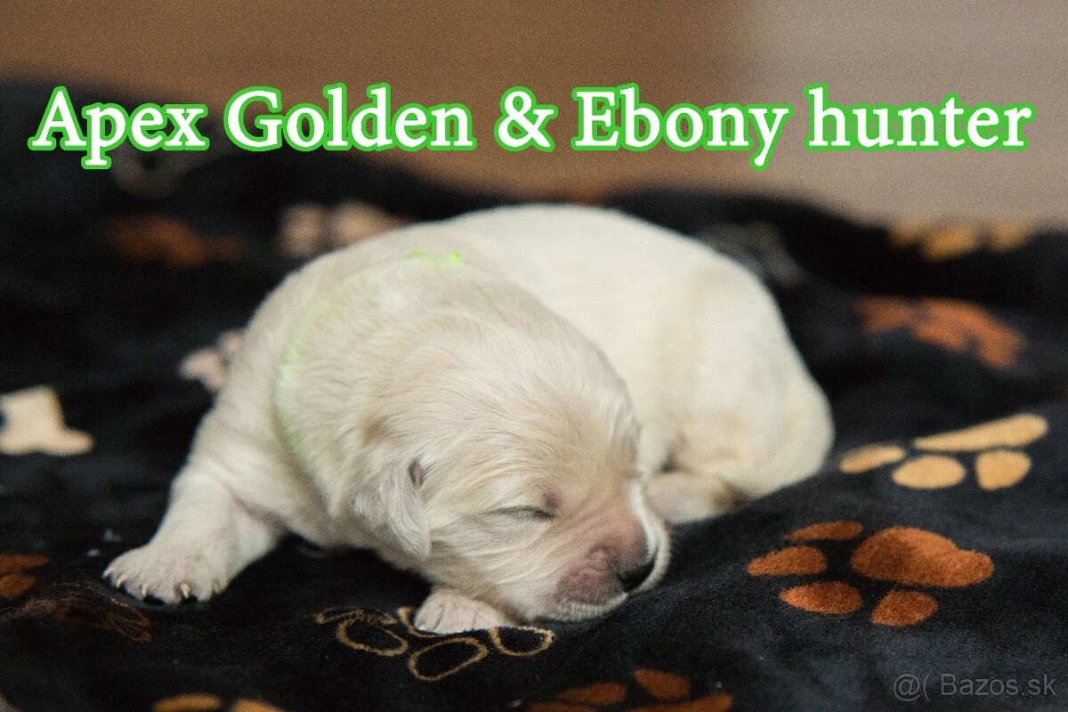 Zlatý retriever - 2