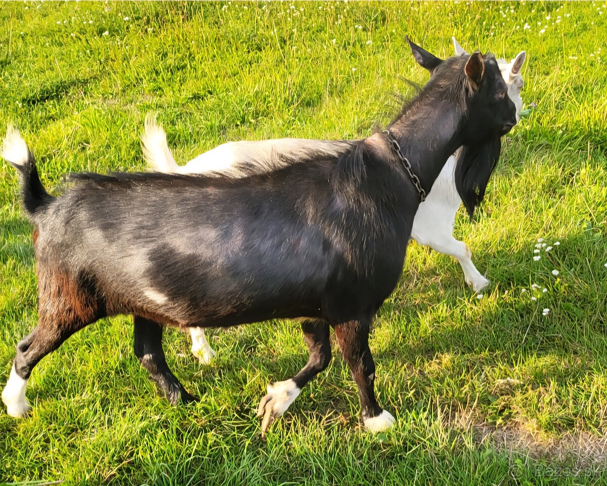 KRÁTKOSRSTÝ BEZROHÝ CAP | 2,5 ROČNÝ | - 2