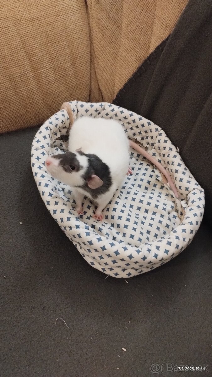 Potkan, potkaníci - 2