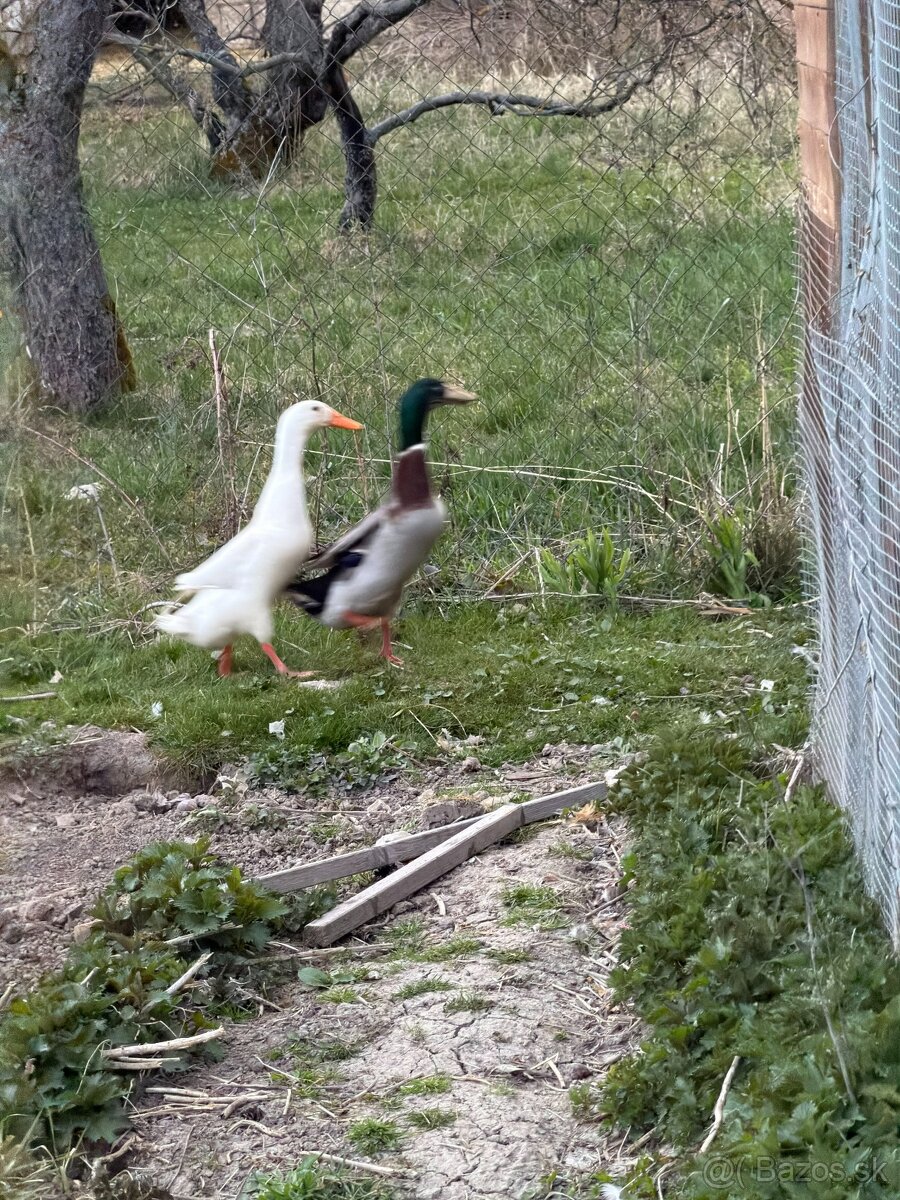 Indickí bežci- 2 samce, 20 € alebo výmena za kačku - 2