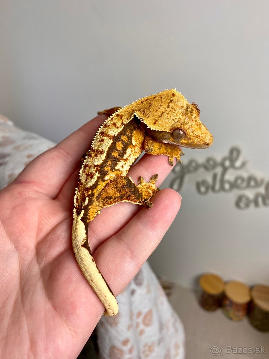 Pagekon riasnaty - 2