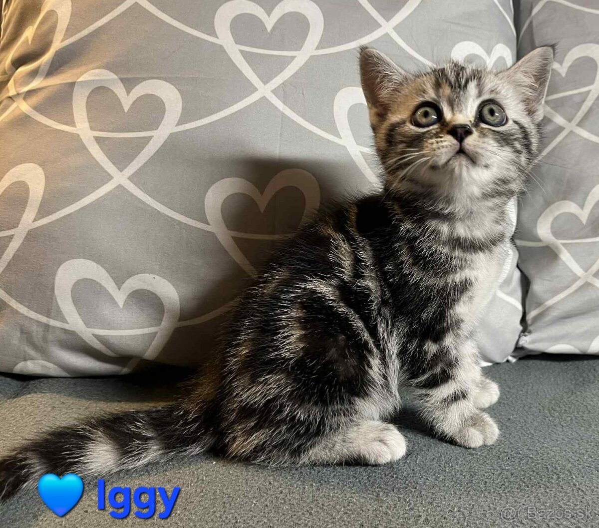 Britské whiskas mačiatka s PP - 2