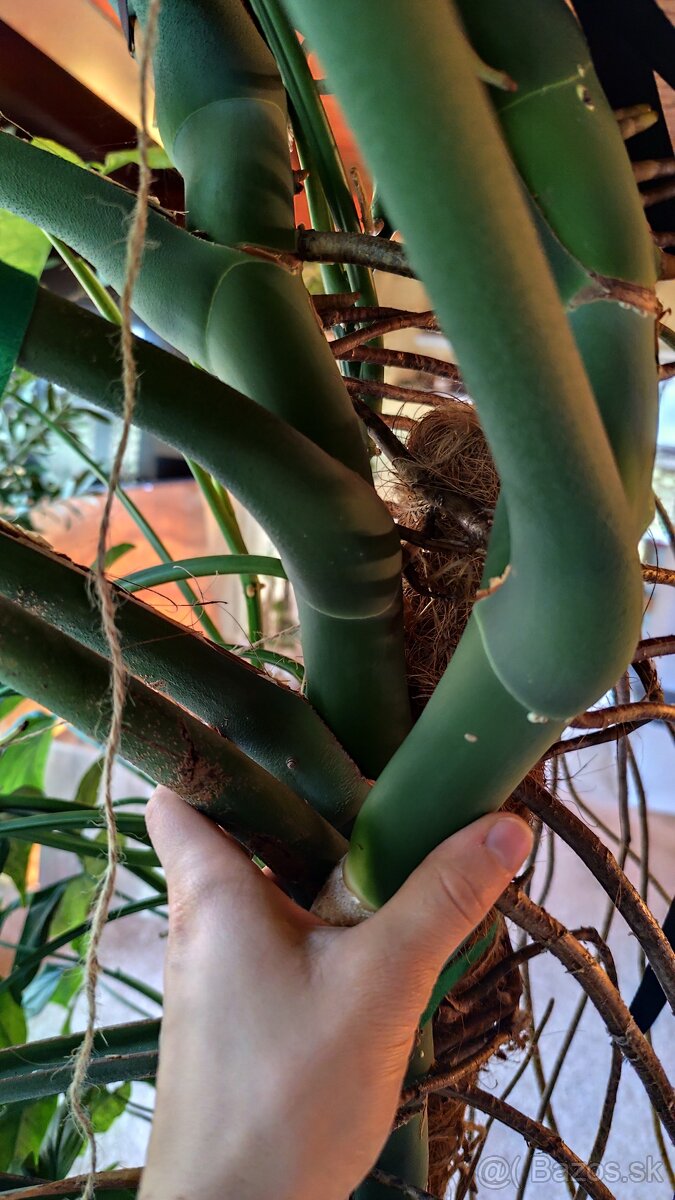 Monstera deliciosa - 2