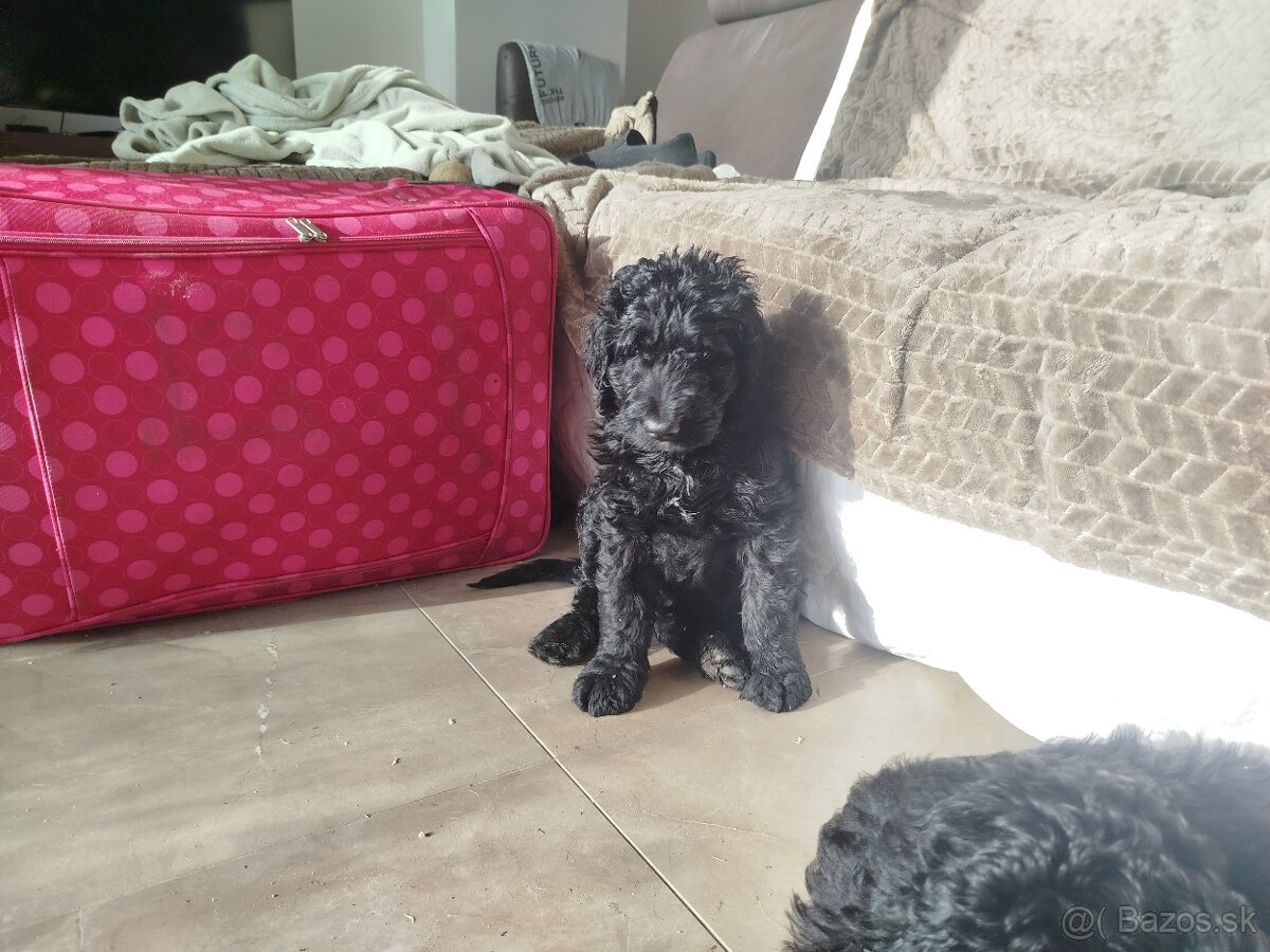 Predám šteniatka Labradoodle - 2