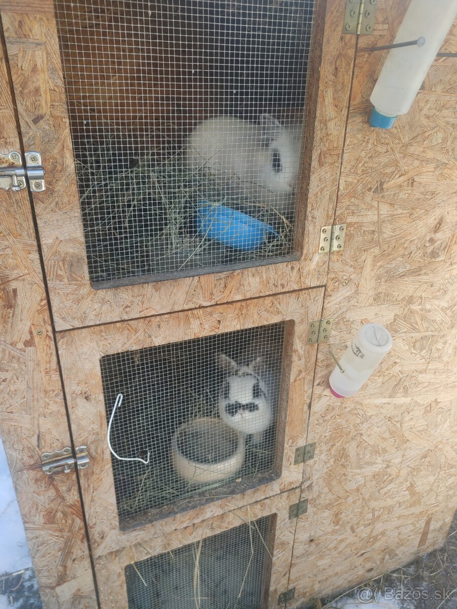 Zakrslé králiky. Chovný párik. - 2