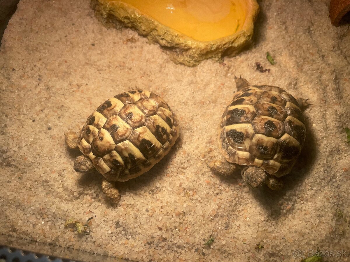 Korytnacka suchozemska - 2