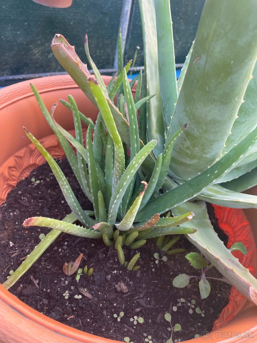 Aloe vera - 2