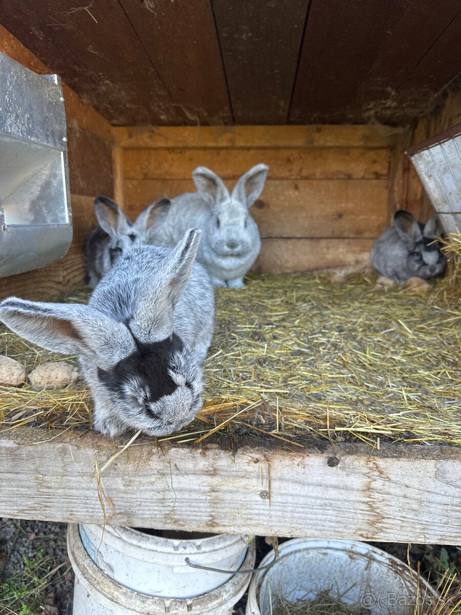 Samica VSS aj z mladými - 2