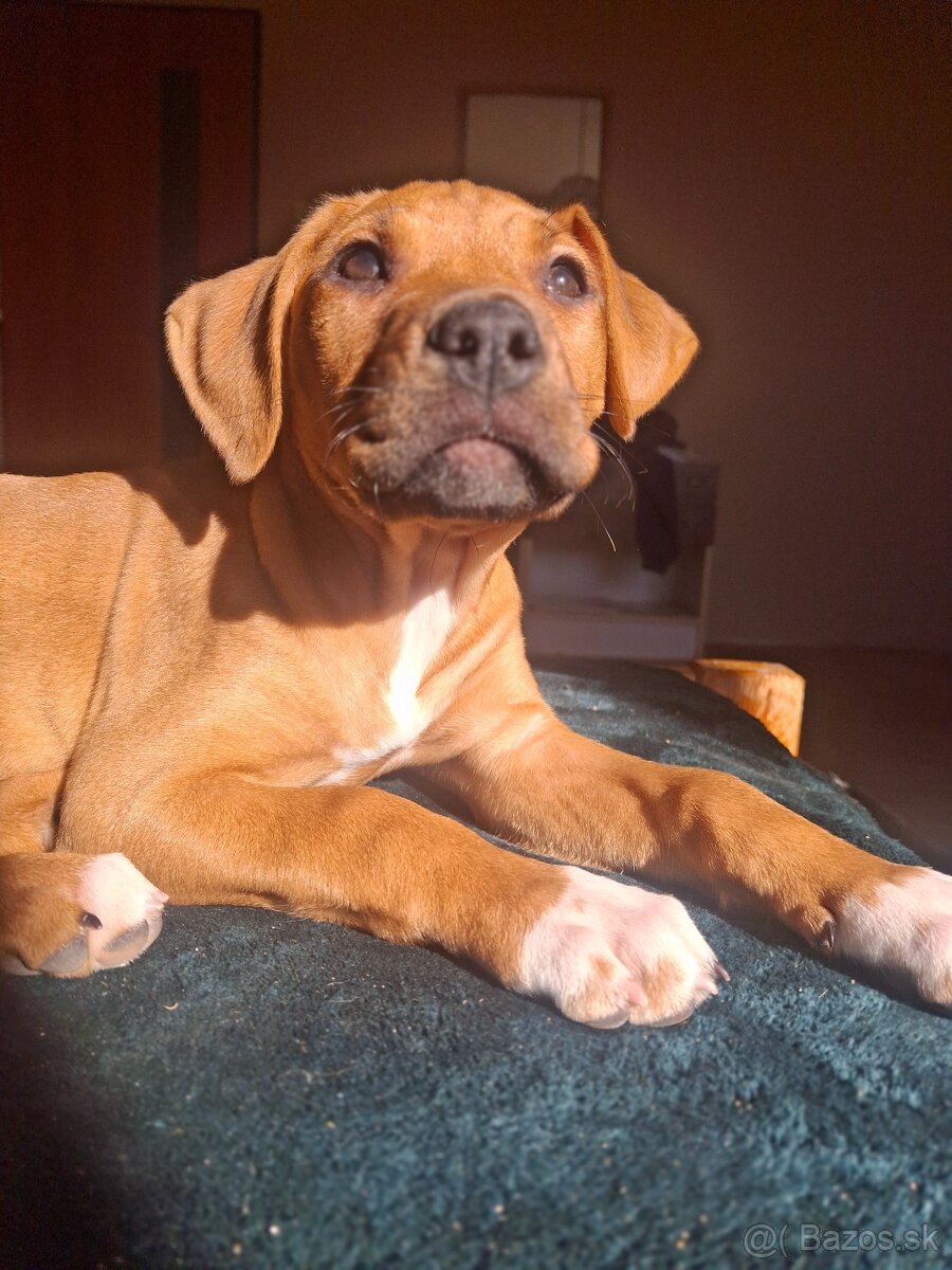 Predám šteniatko fenku - 2