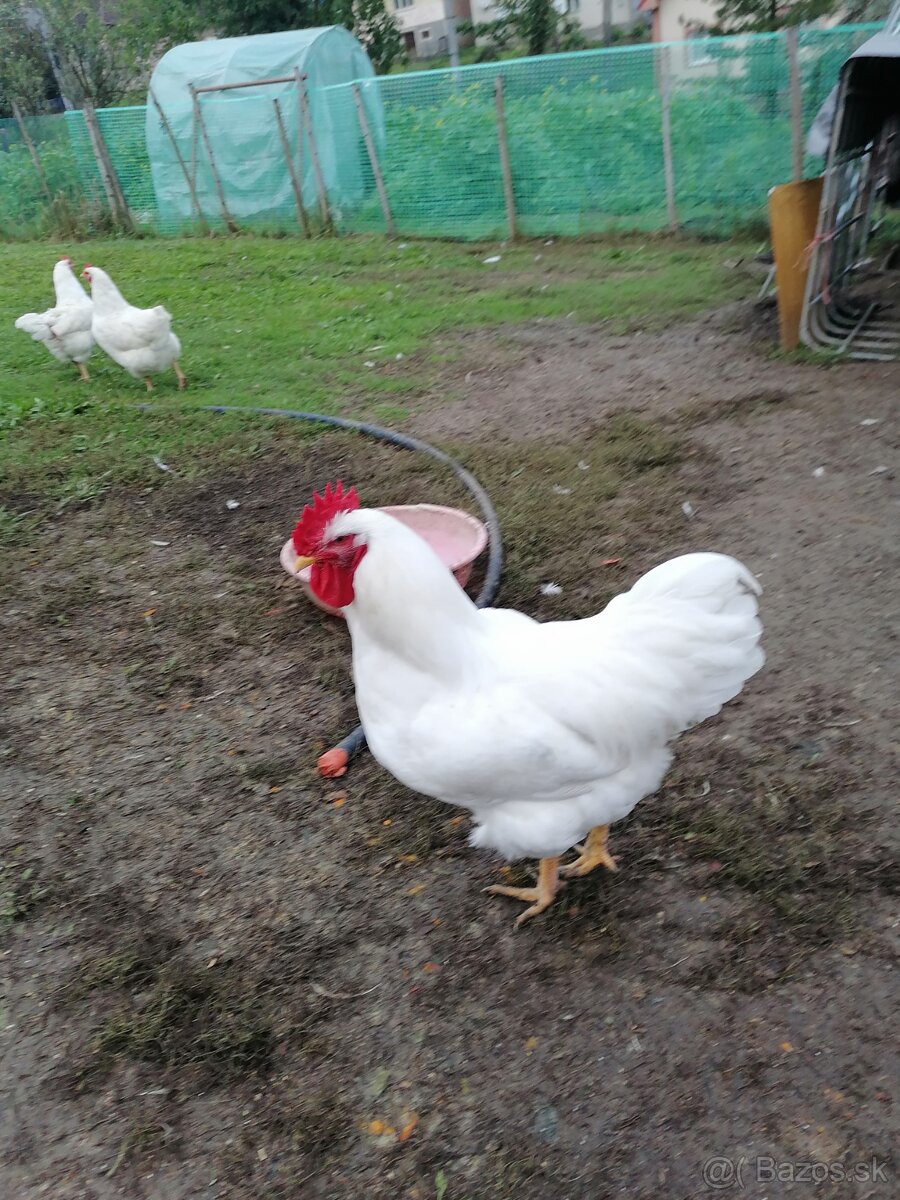 Predám kohúty. - 2