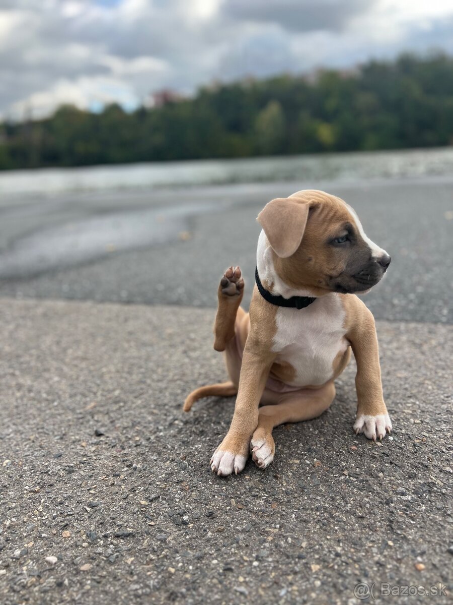 Stafordširsky terier - 2