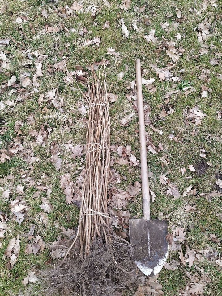 Lipa, moruša a medonosné dreviny - 2