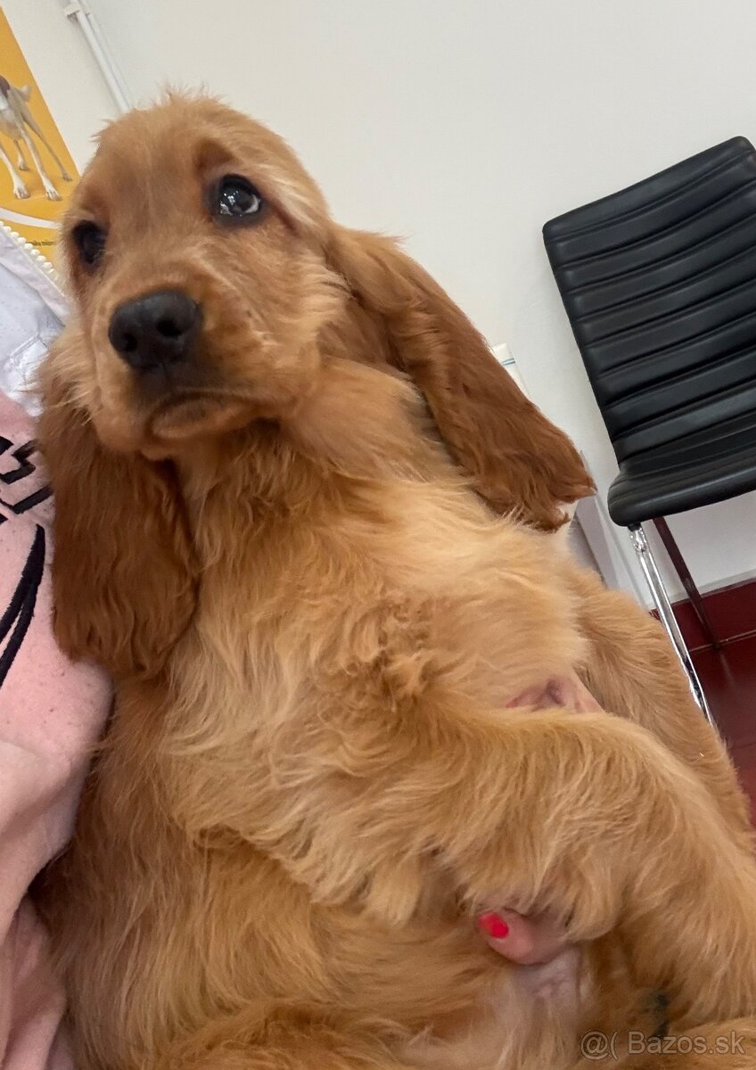 Anglicky kokeršpaniel - 2