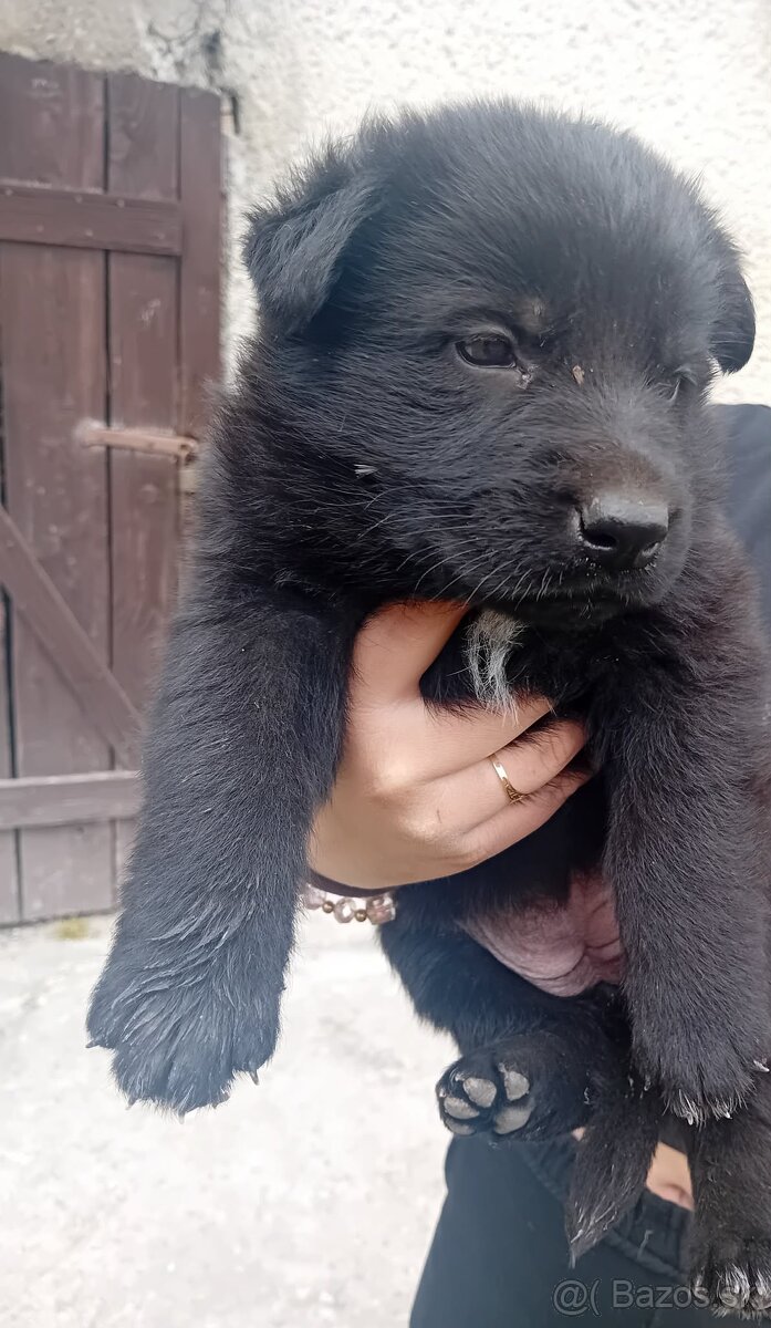 Nemecký ovčiak - 2