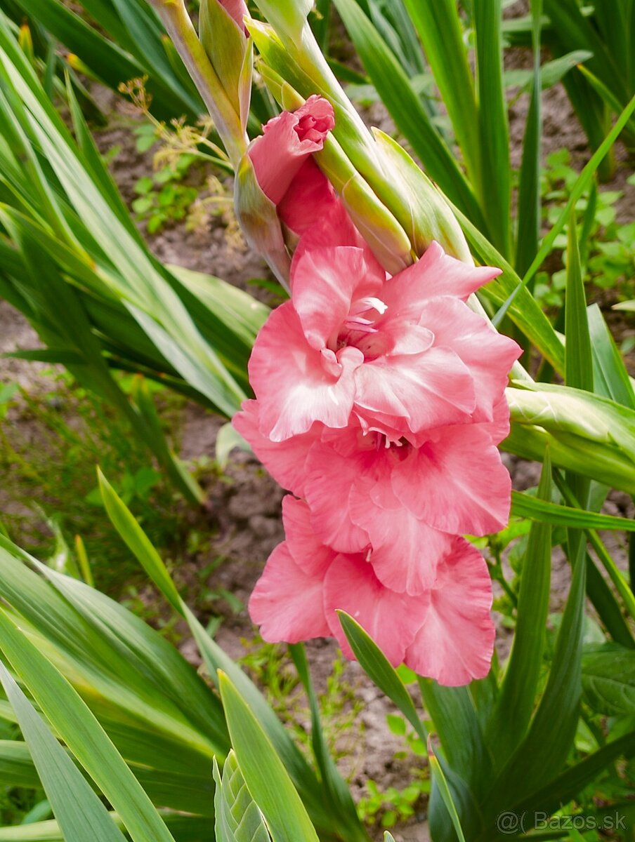 Predám gladioly - 2