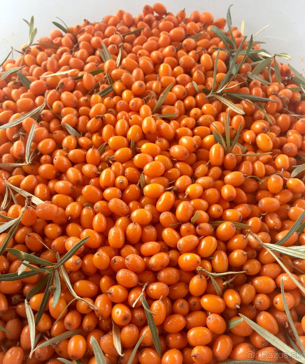 Rakytník - šťava 100 % , 500ml - 2