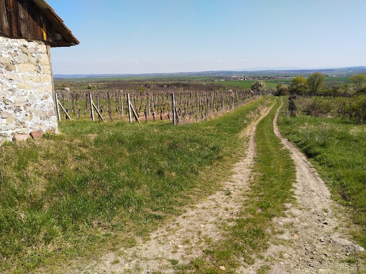 Pozemok - Vinice Čajkov - Sádovské - 2