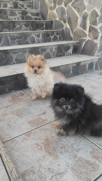 Pomeranian mini - 2