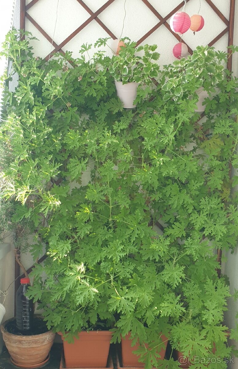 Dážďovkový čaj - aktuálne 5 litrov - 2