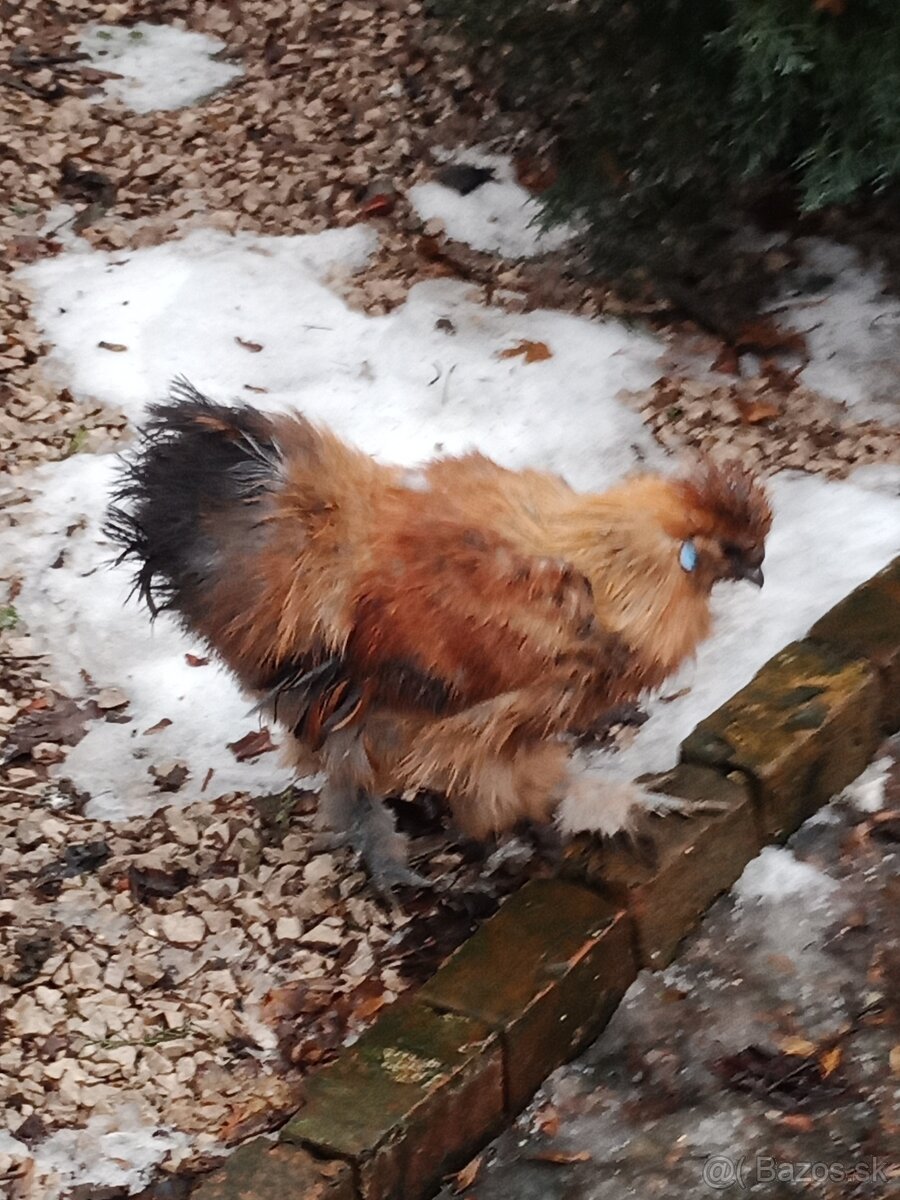 Hodvabnička kohút - 2