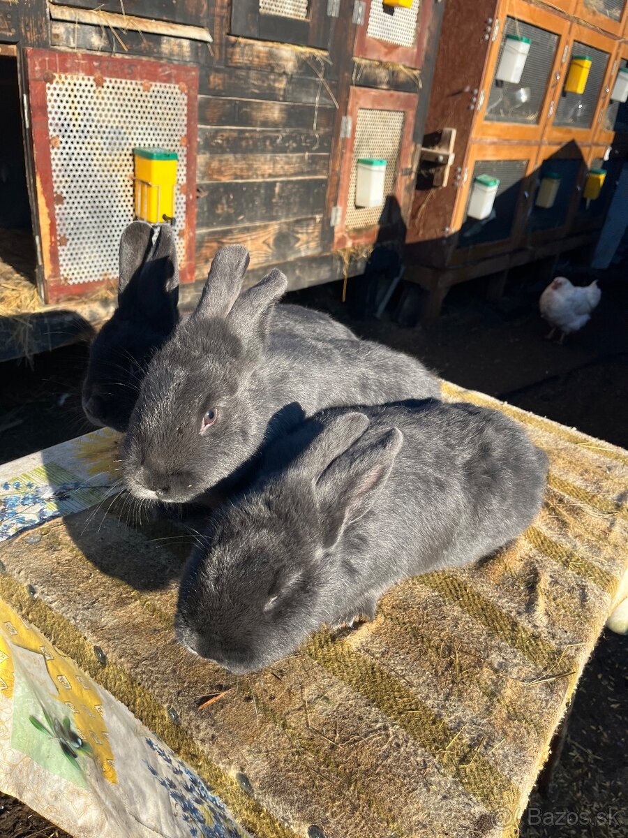 Viedenský modrý králik - 2