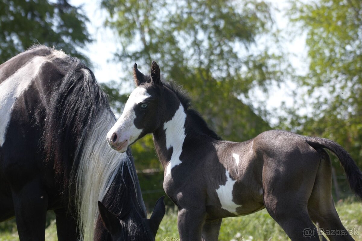 Pripúšťanie Paint Horse - 2