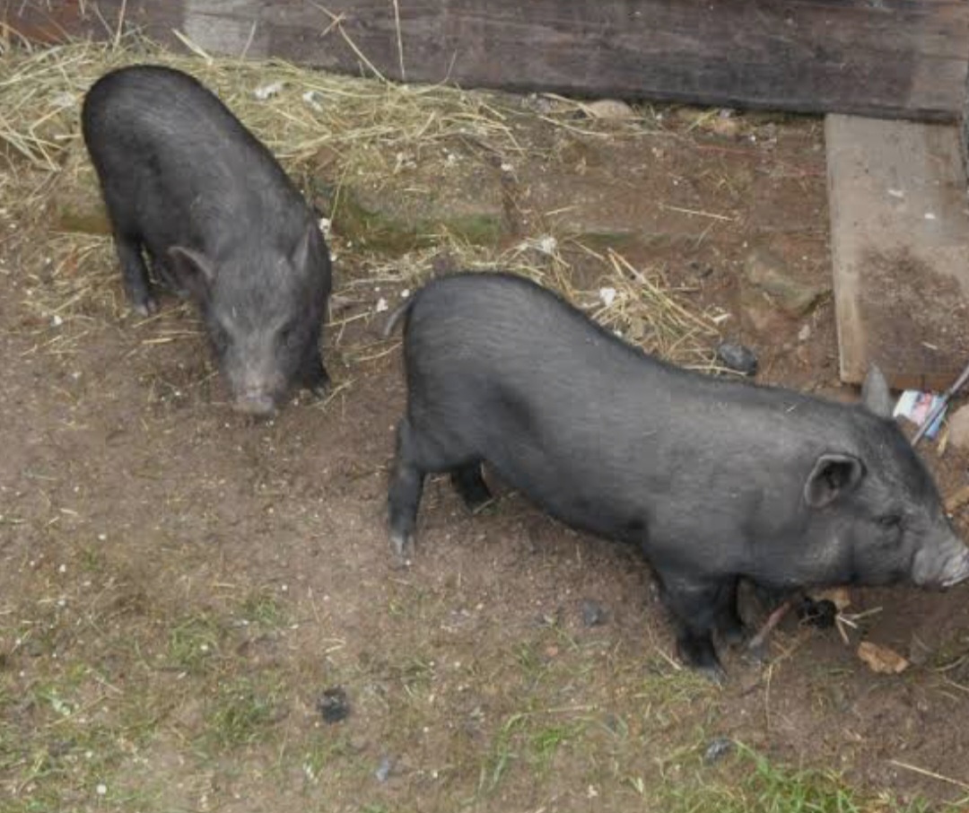 Vietnamske svine - 2