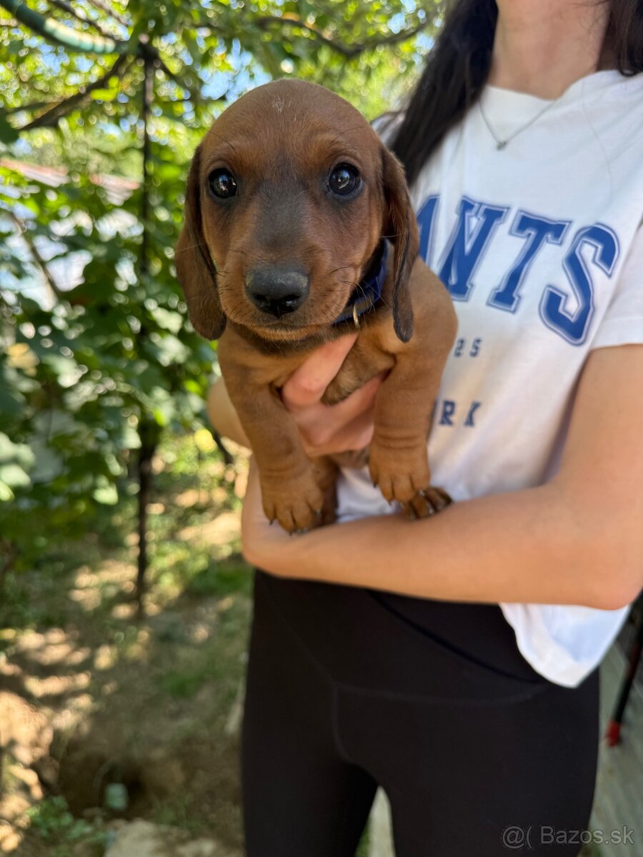 Jazvečík krátkosrstý - 2