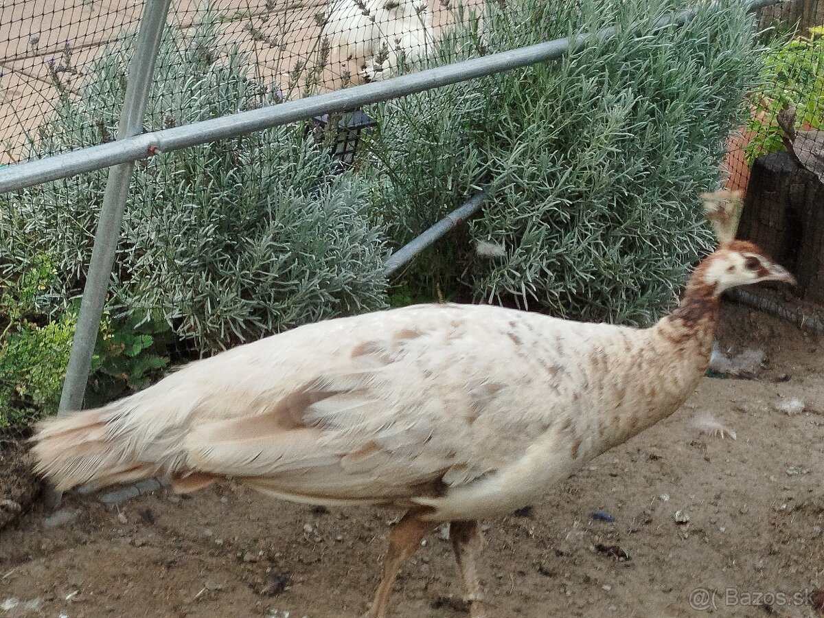 Pávy - 2