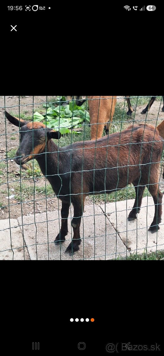 Capko a kozička / mini - 2