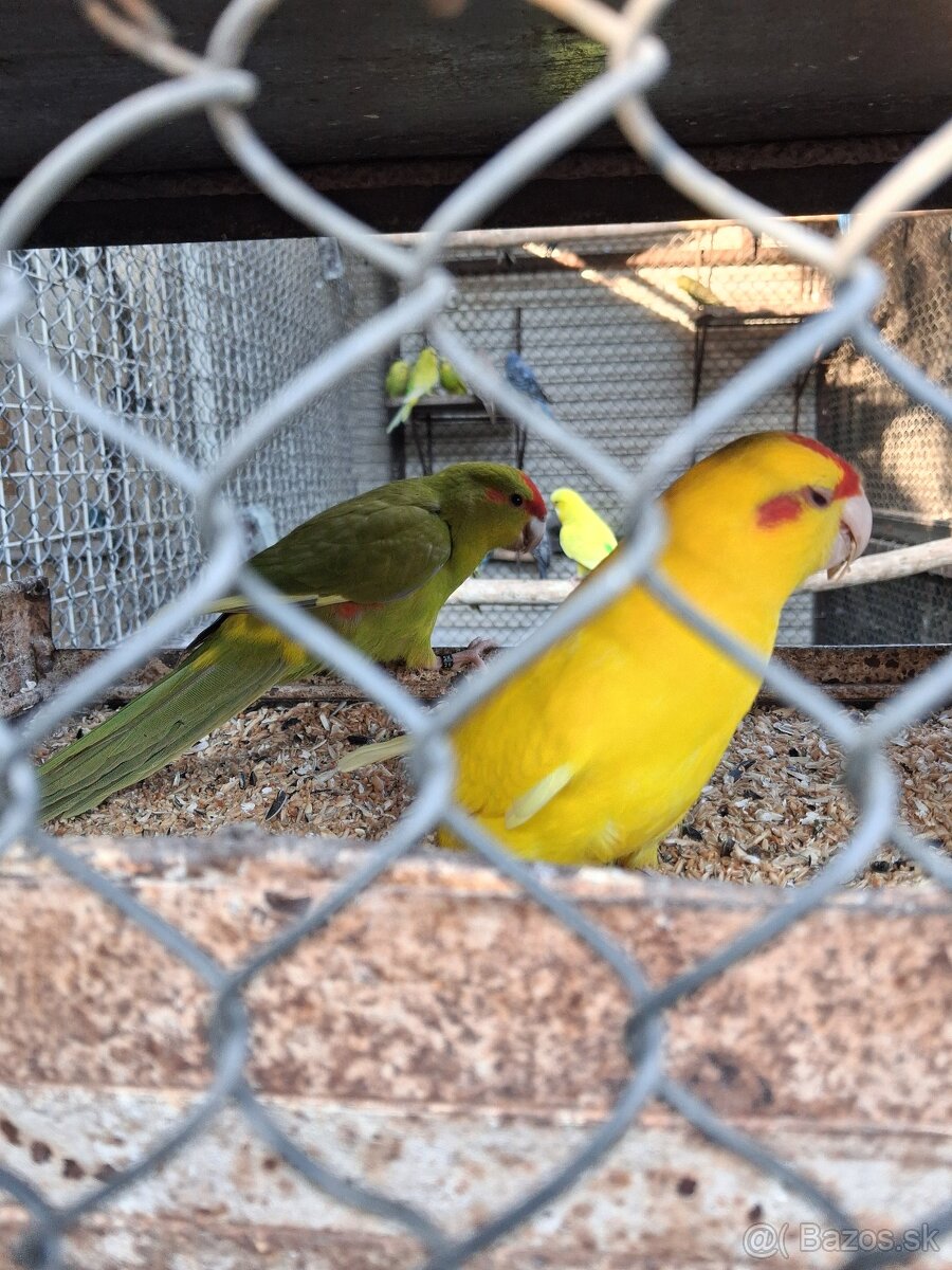 Kakariky - 2