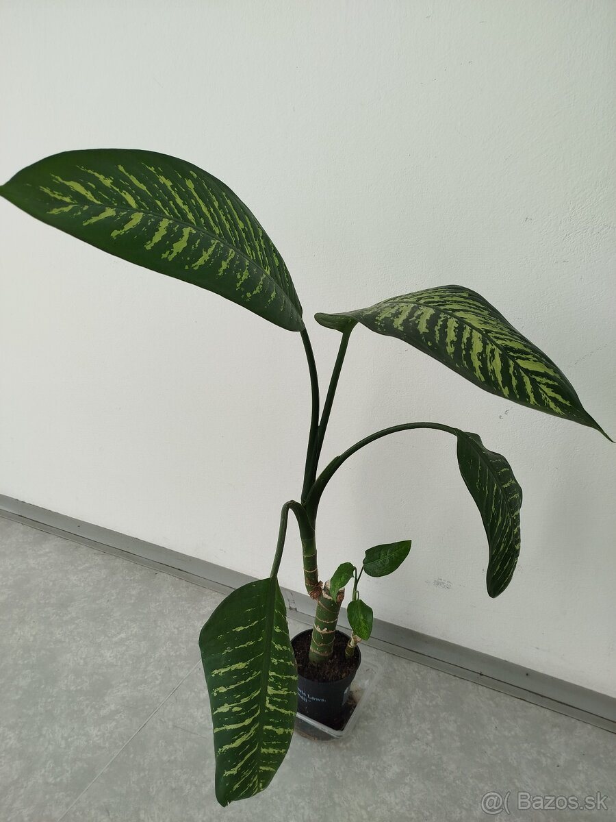 Difenbachia - dieffenbachia - 2