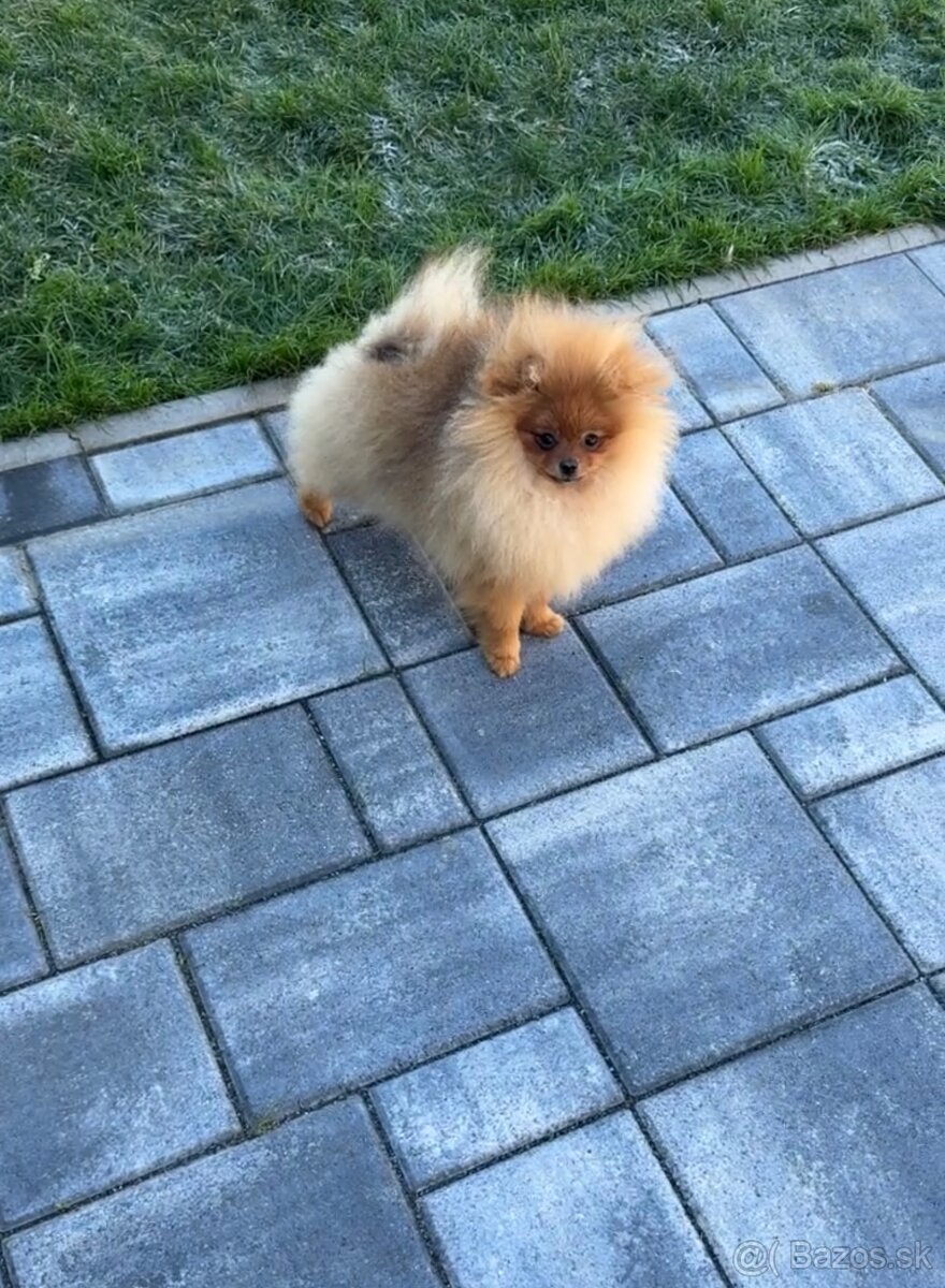 Pomeranian - 2