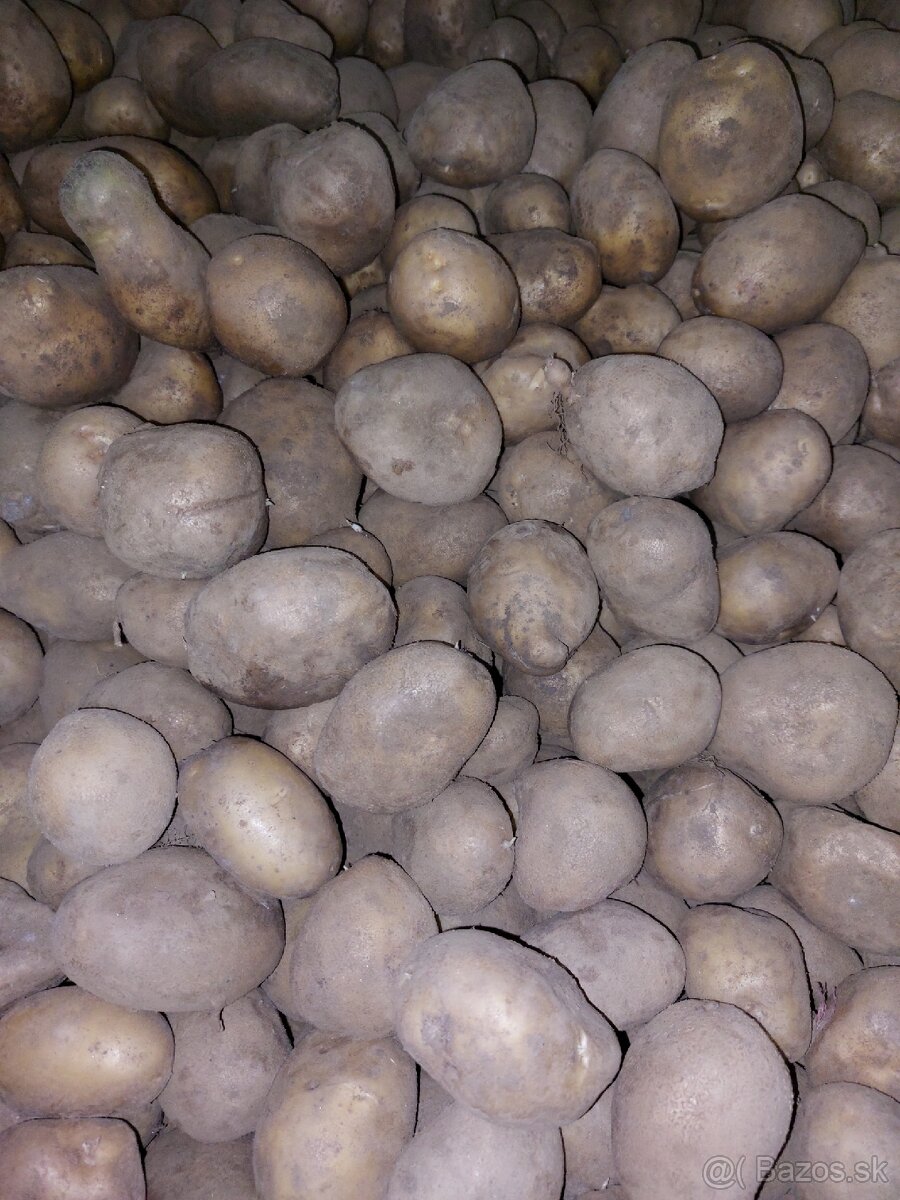 Predam zemiaky SORAYA - 2