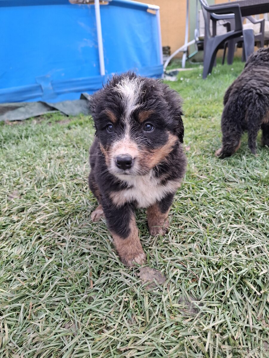 Bernský salašnícky pes- Šteniatka - 2