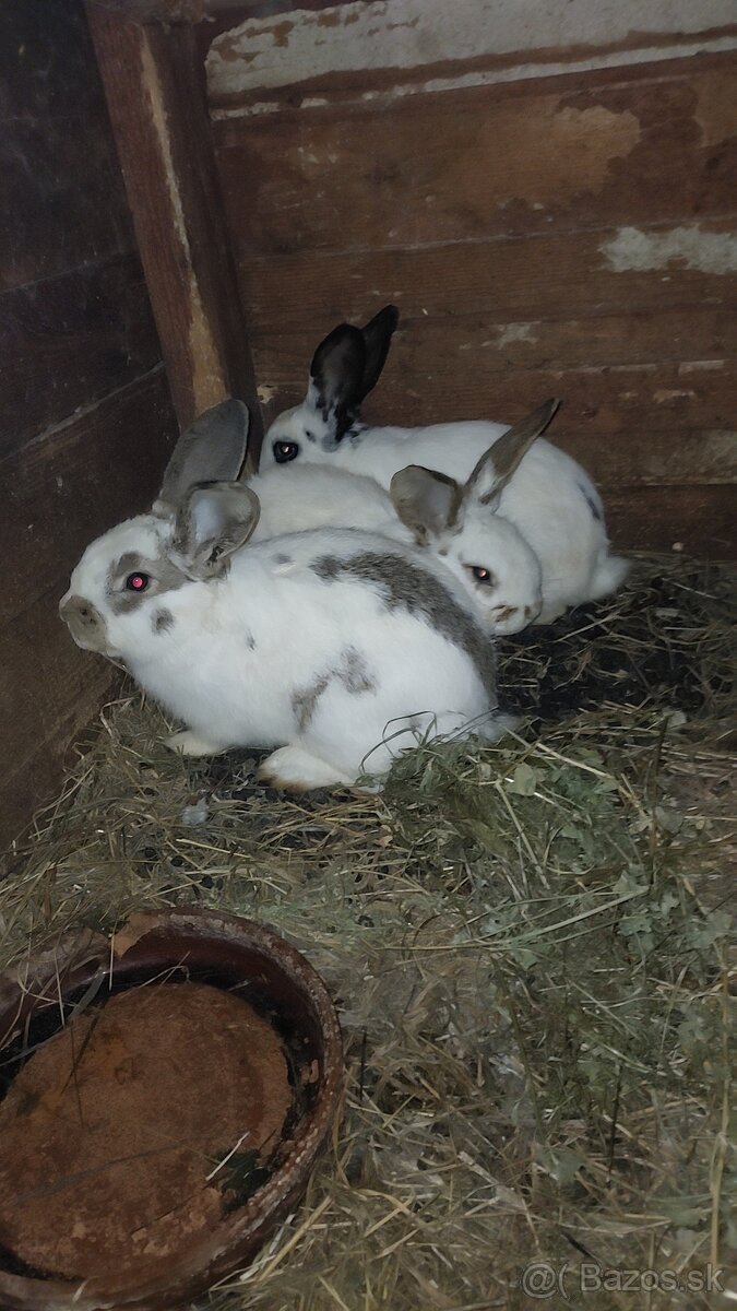 Králiky - 2