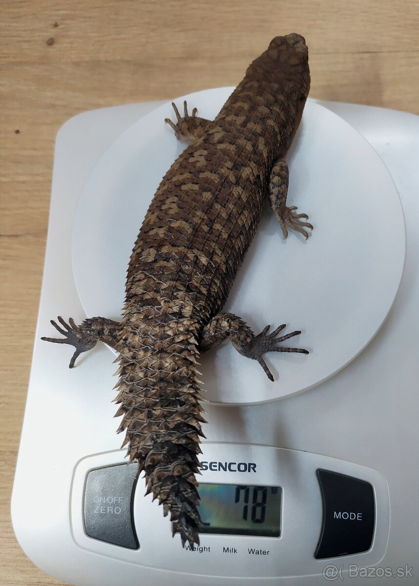 Egernia stokesii - 2