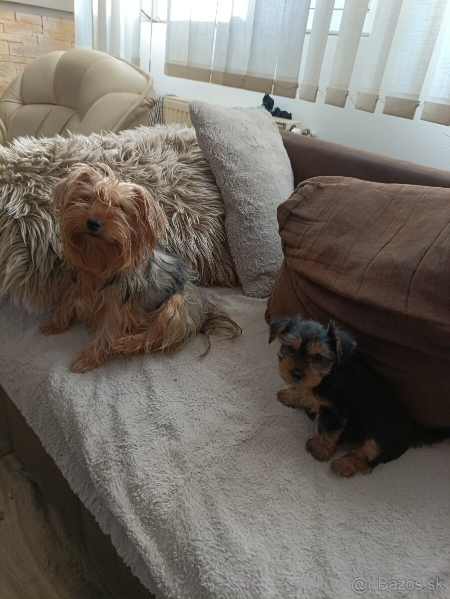 Predám šteniatko fenku Yorkshire teriér - 2