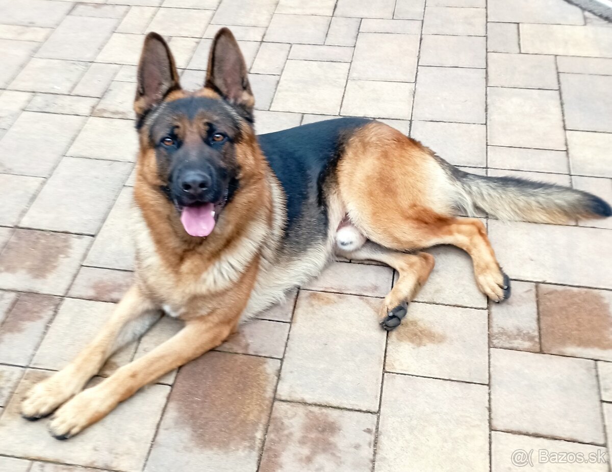 Poskytnem krytie - 2