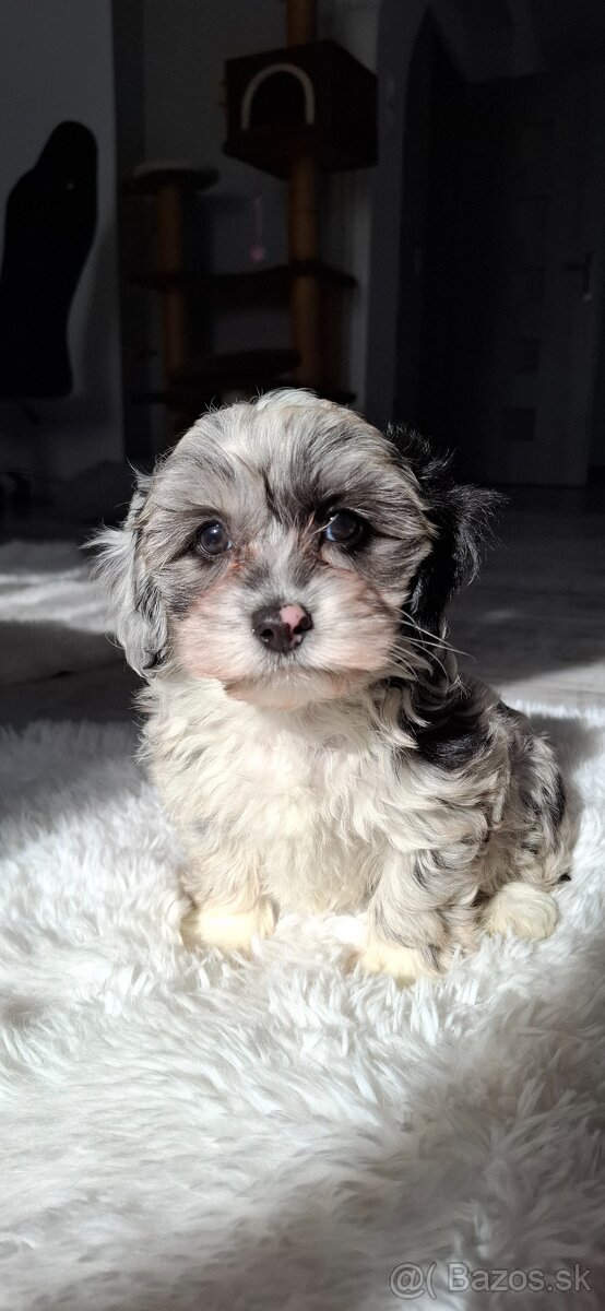 Maltipo.Maltipoo - 2