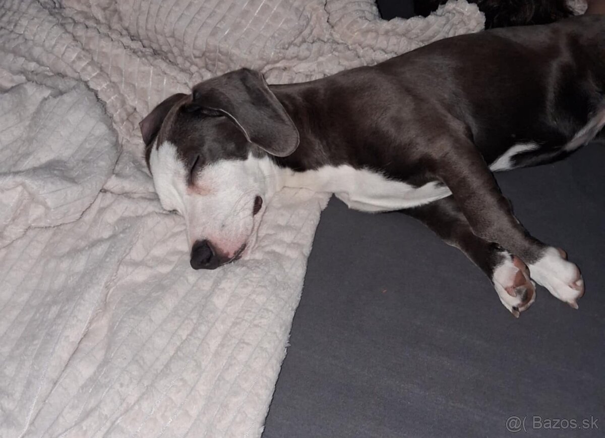 Fenka kríženec - 2