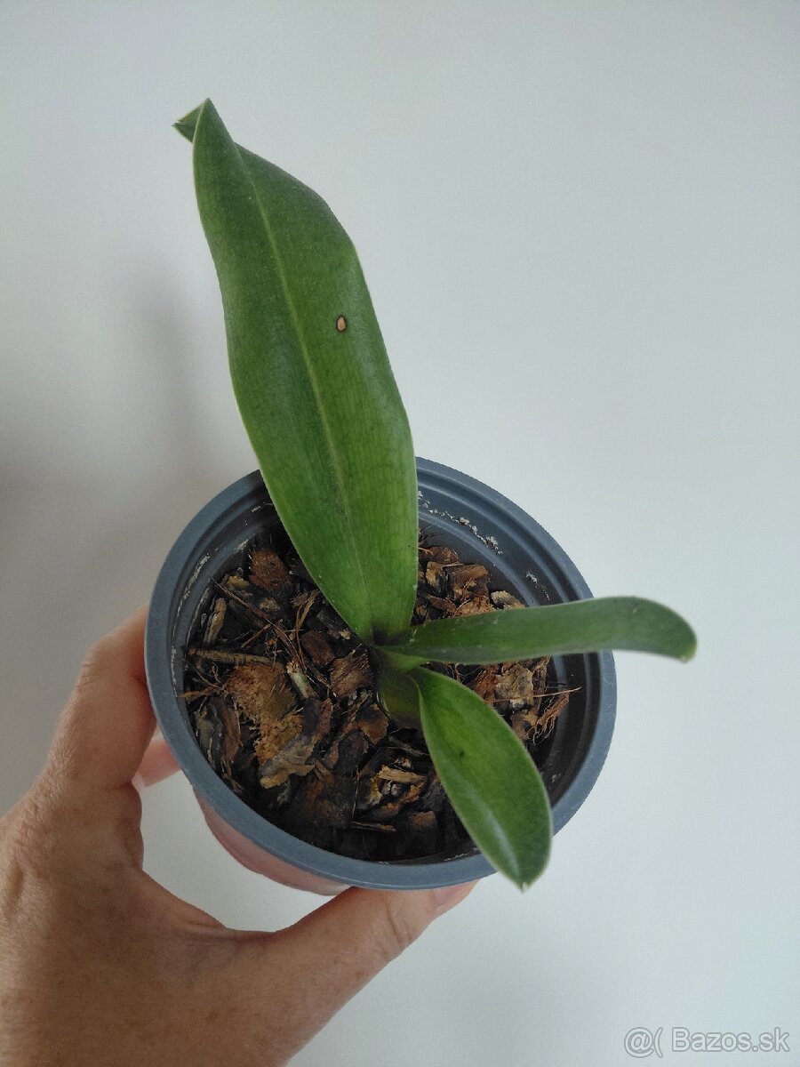 2 orchideje - 2
