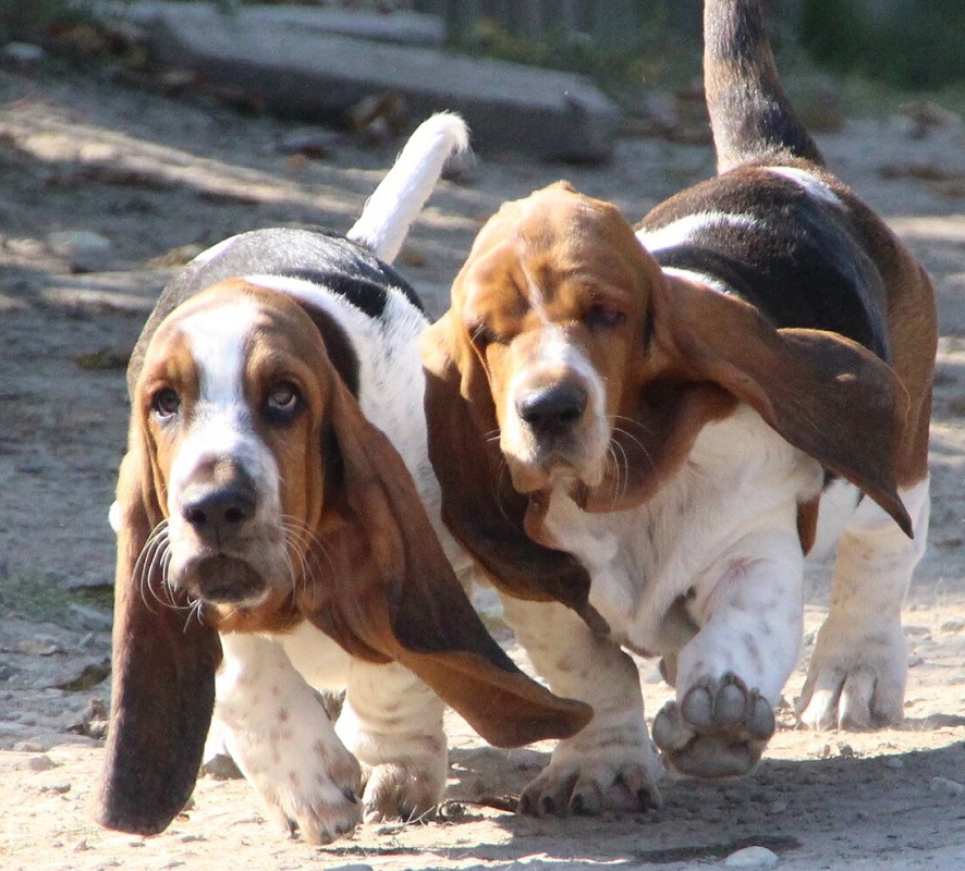 Basset hound - pejsek s PP - 2