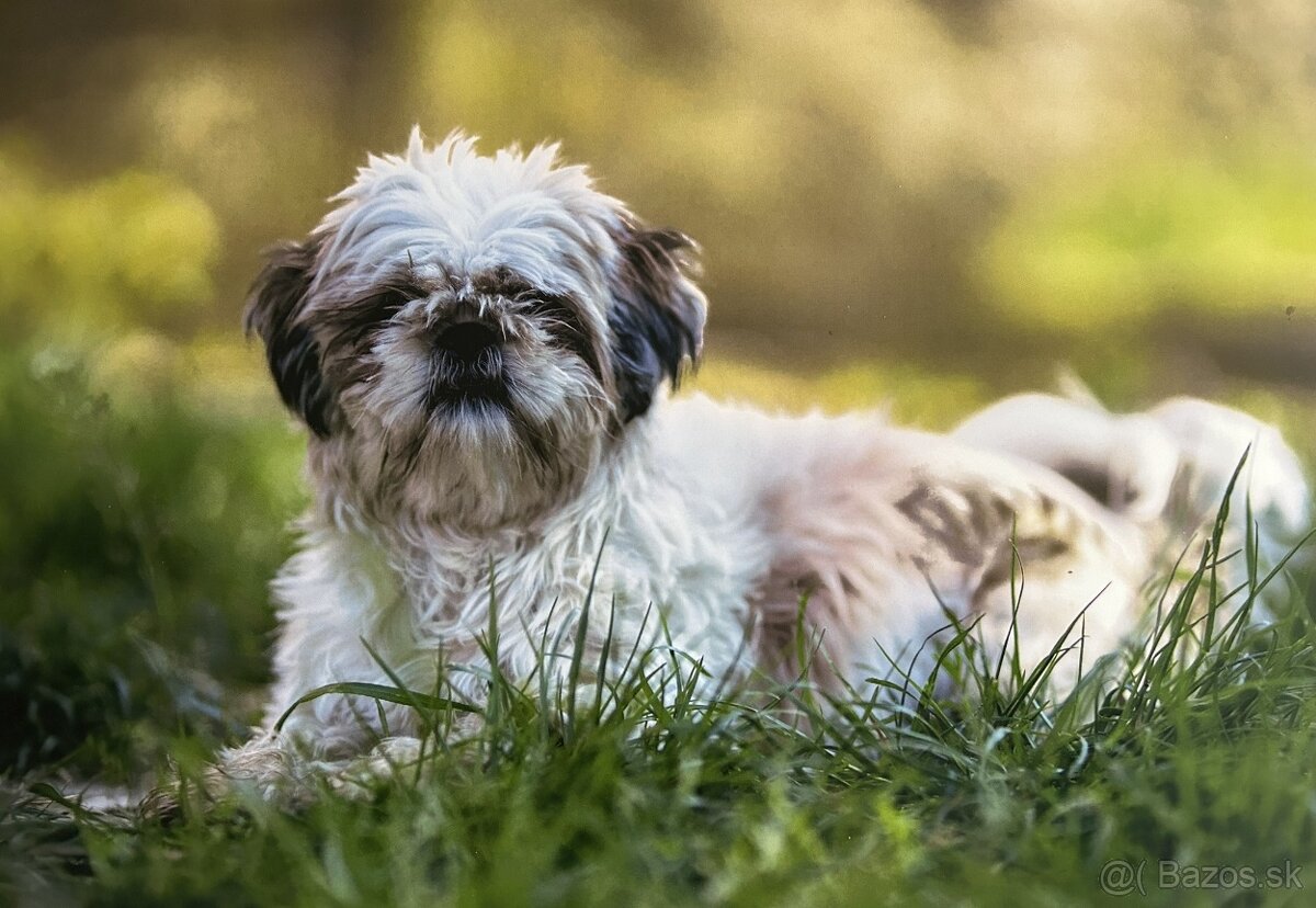 Shith tzu , 6 ročná fenka - 2