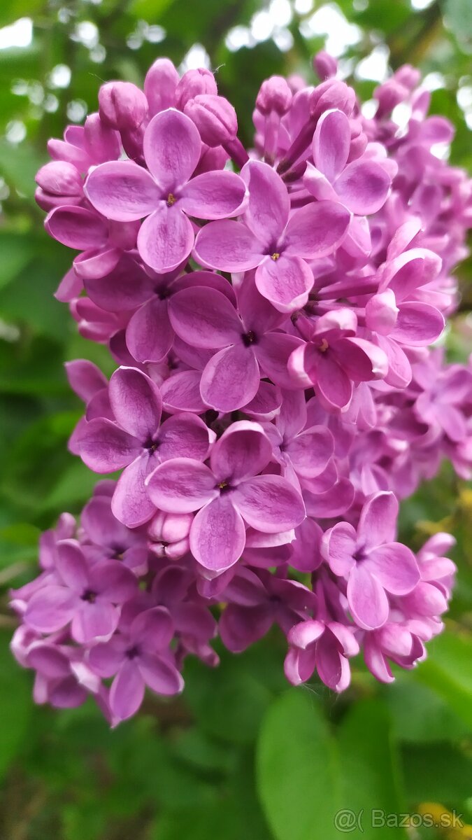 Predám ORGOVÁN - 2