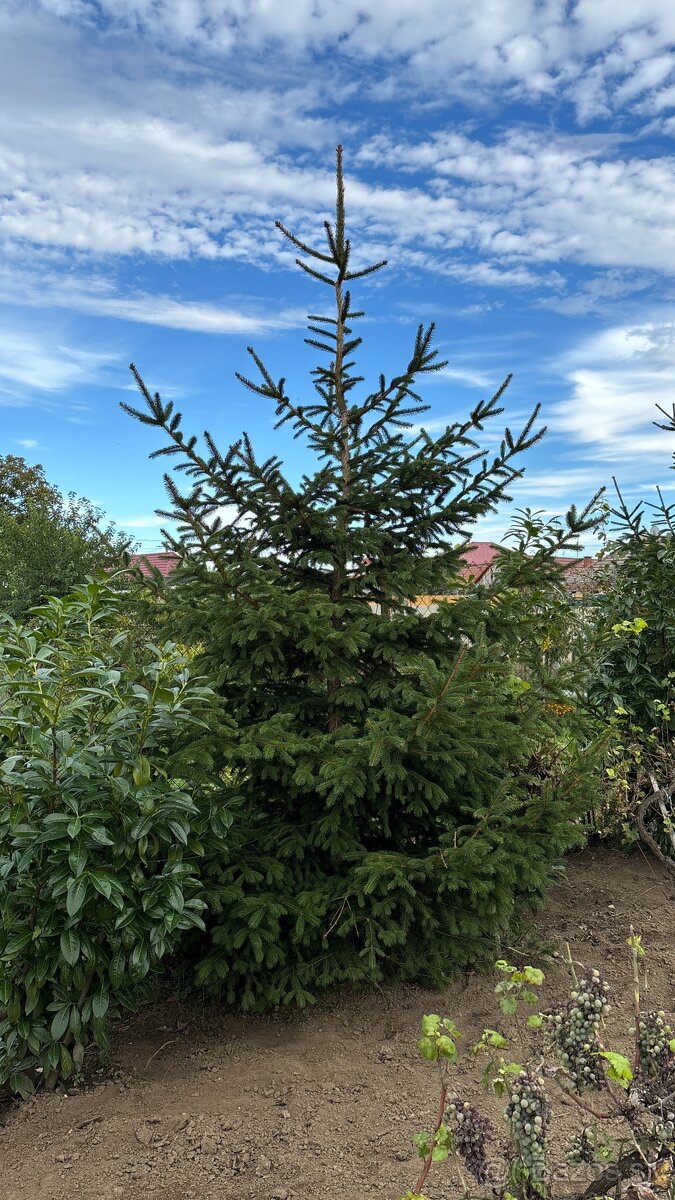 Vianočný stromček - smrek - 2