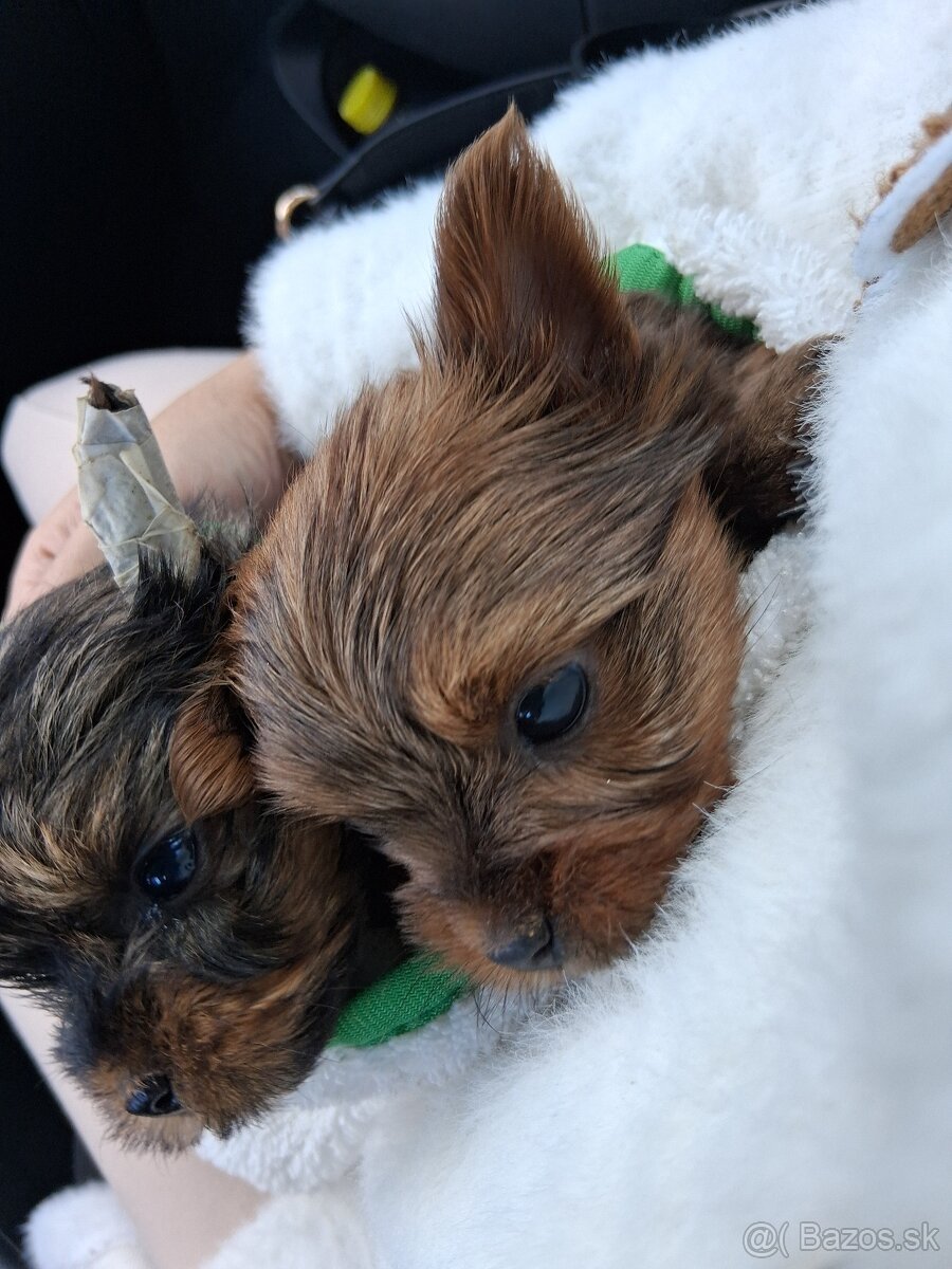 Yorkshirsky terier mini - 2